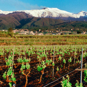 Soirée Dégustation Tast'Emoi : vins de Sicile