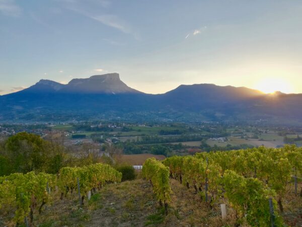 03/10/2024 - Le vignoble de Savoie, nouvelle coqueluche des vins français