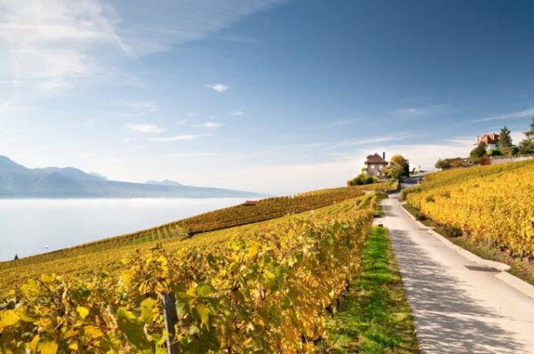 21/11/2024 - Vignobles et vins suisses, des crus qui tutoient les sommets