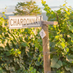 Soirée Dégustation Tast'Emoi : le Chardonnay