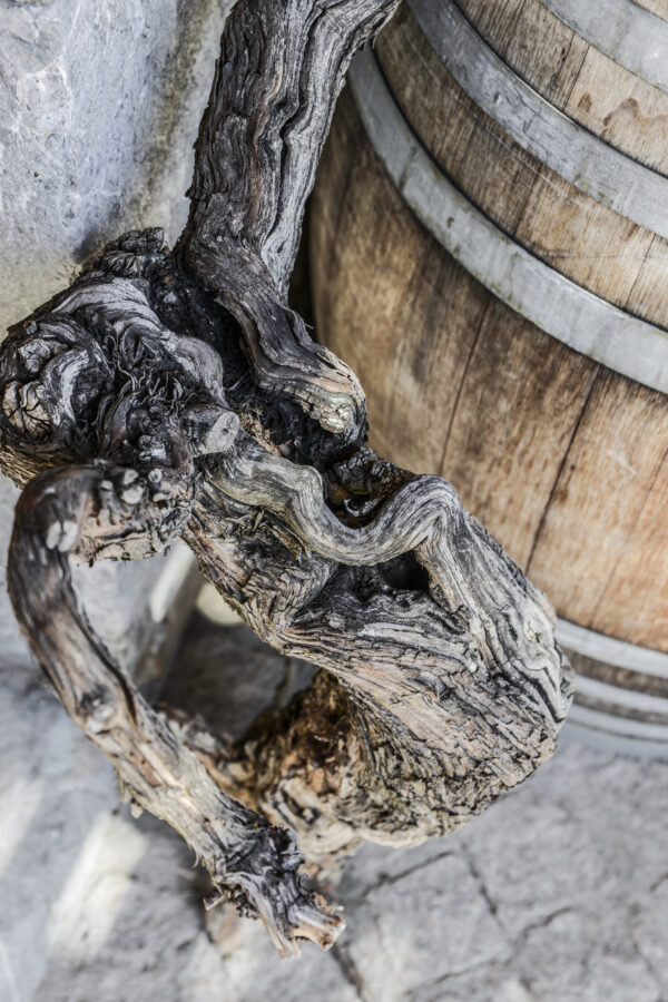12/12/2024 - Les Francs de Pied, la vigne originelle pour des vins d'exception