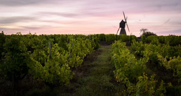 26/06/2025 - Les vins d'Anjou, à la pointe de la Loire