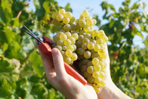 01/04/2025 - Le Chenin, un cépage aux multiples facettes