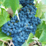 Prestations de formation pour les professionnels de la filière vins