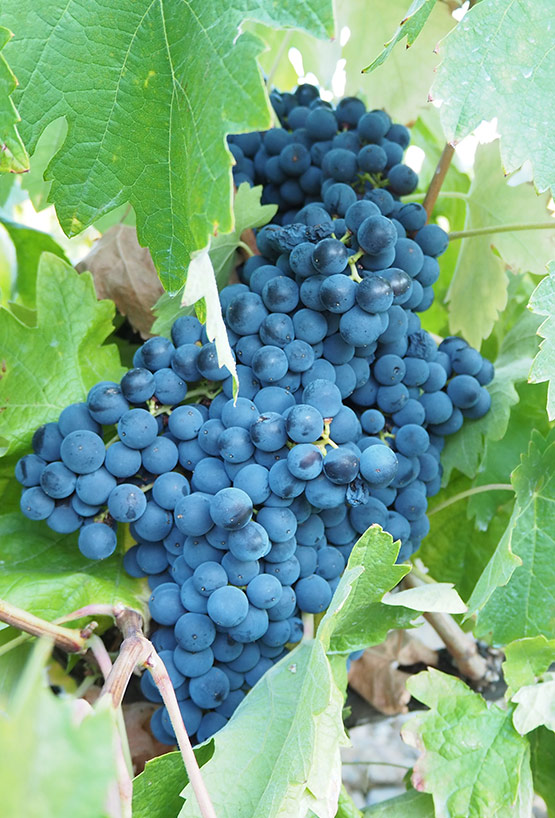 Prestations de formation pour les professionnels de la filière vins