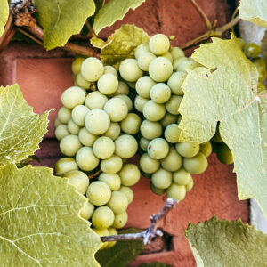 Soirée Tast'Emoi : Le Chenin à travers le monde